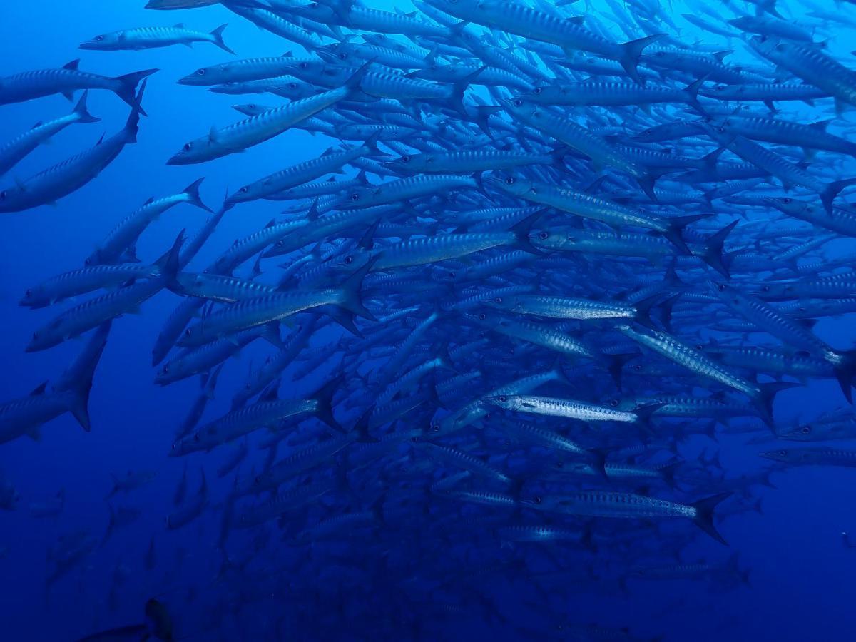 Araya Dive Resort Togean Bomba ภายนอก รูปภาพ